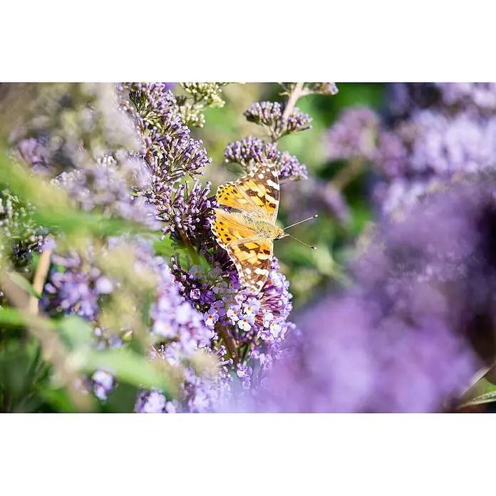 Pflanzen für dich Sommerflieder 40-60 cm - Buddleja davidii 'Empire Blue', Violett - Ein lebhafter orange-schwarz-weißer Schmetterling sitzt auf einer Traube violetter Blüten.