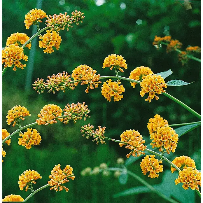 Pflanzen für dich Sommerflieder 40-60 cm - Buddleja weyeriana 'Sungold', Gelb - Leuchtend gelbe, kugelige Blütenstände und Knospen an grünen Stielen, Teil eines blühenden Strauchs.