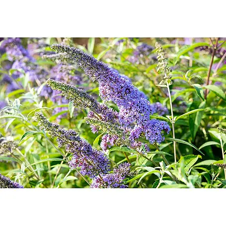 Pflanzen für dich  Sommerflieder 15-20 cm