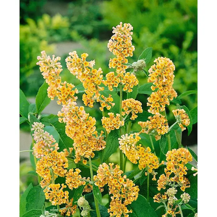 Pflanzen für dich Sommerflieder 40-60 cm - Buddleja weyeriana 'Sungold', Gelb - Leuchtend gelbe Sommerfliederblüten zwischen grünen Blättern.