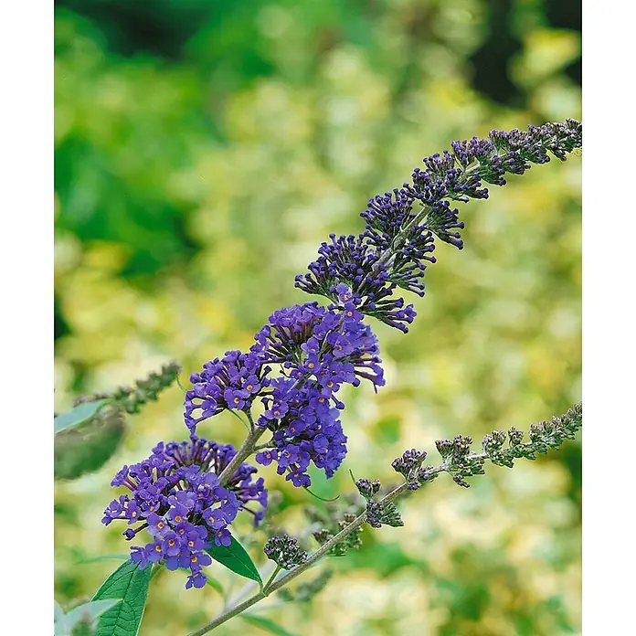 Pflanzen für dich Sommerflieder 40-60 cm - Buddleja davidii 'Ellen's Blue', Lila - Zweig eines Schmetterlingsflieders mit leuchtend violetten Blütenrispen.