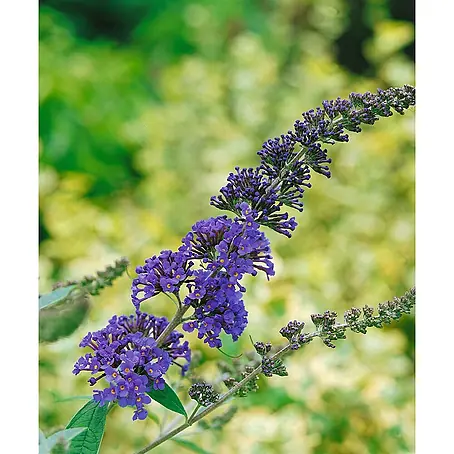 Pflanzen für dich  Sommerflieder 40-60 cm