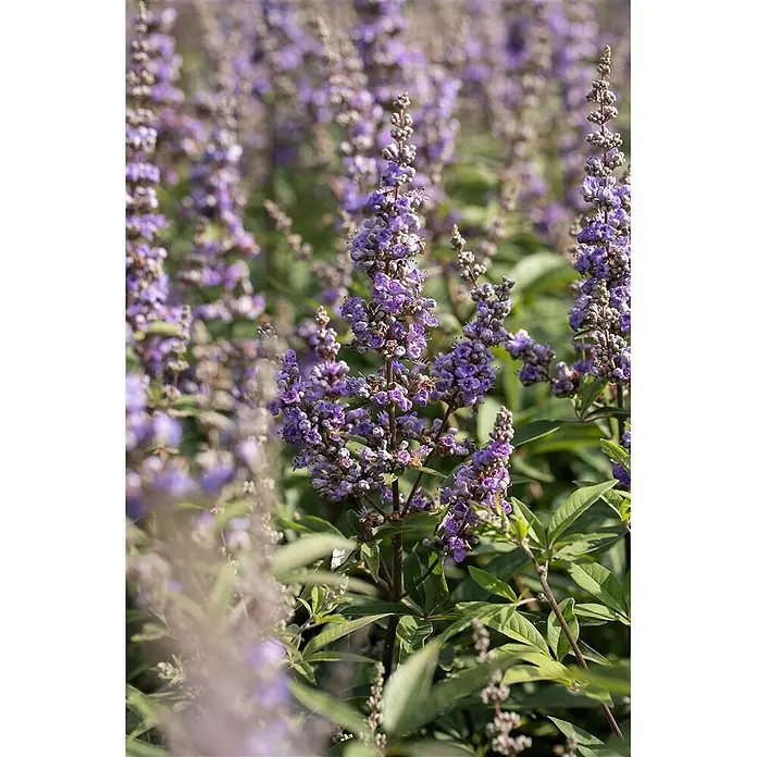 Pflanzen für dich Sommerflieder 40-60 cm - Vitex agnus-castus 'Delta Blues', Blau - Nahaufnahme von lila Blütenpflanzen mit hohen Blütenständen in natürlicher Umgebung.