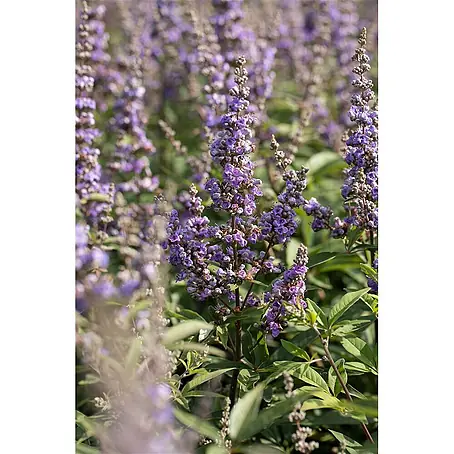 Pflanzen für dich  Sommerflieder 40-60 cm