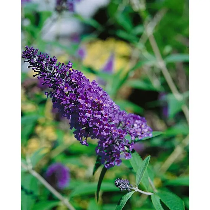 Pflanzen für dich Sommerflieder 40-60 cm - Buddleja davidii 'Ellen's Blue', Lila - Kräftiger lila Schmetterlingsflieder-Blütenstand mit kleineren Knospen.