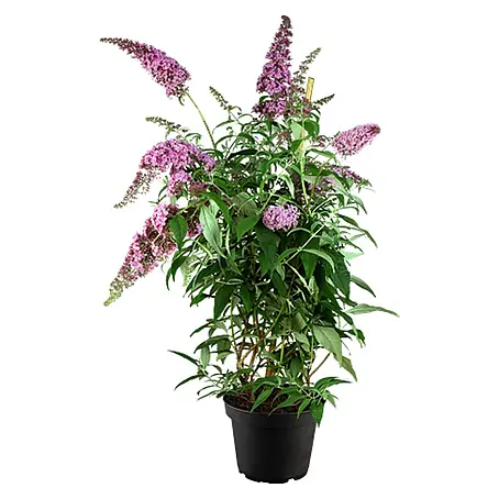 Pflanzen für dich  Sommerflieder 60-100 cm