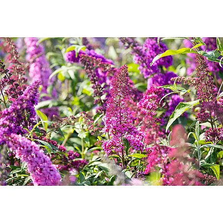 Pflanzen für dich  Sommerflieder 100-125 cm
