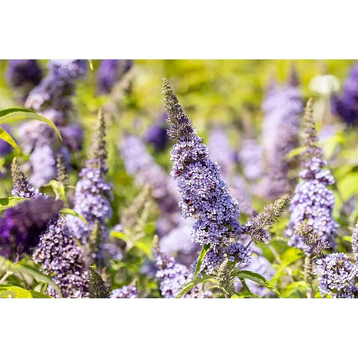 Pflanzen für dich Sommerflieder 40-60 cm - Buddleja davidii 'Buzz Improved Sky Blue', Blau - Feld aus leuchtend lila Sommerfliederblüten mit grünem Laub.