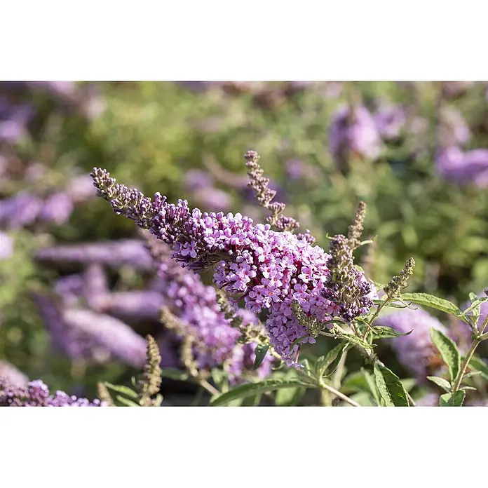 Pflanzen für dich Sommerflieder 40-60 cm - Buddleja davidii 'Buzz Improved Sky Blue', Blau - Lila Schmetterlingsfliederblüten blühen in einem Garten.
