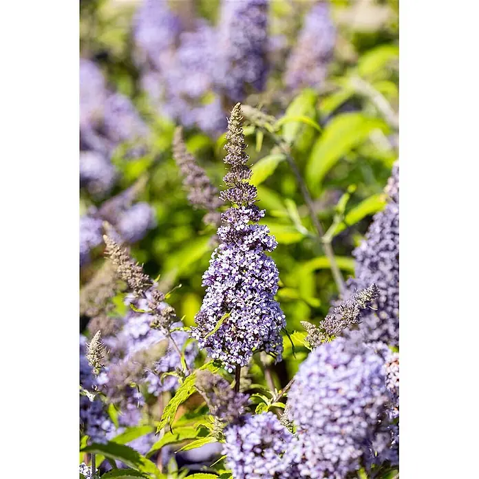 Pflanzen für dich Sommerflieder 40-60 cm - Buddleja davidii 'Buzz Improved Sky Blue', Blau - Hoher Blütenstand mit kleinen lila Blüten, typisch für einen Schmetterlingsflieder.