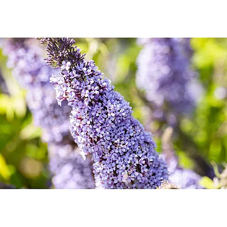 Pflanzen für dich  Sommerflieder 40-60