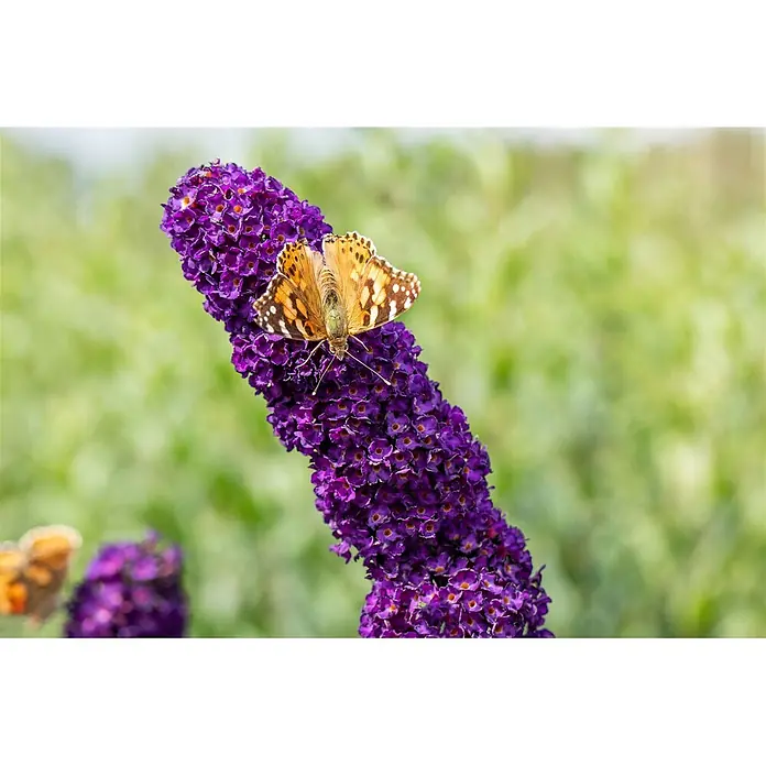 Pflanzen für dich Sommerflieder 40-60 cm - Buddleja davidii 'Black Knight', Violett - Ein orange-brauner Schmetterling mit weißen Flecken ruht auf einer leuchtend violetten Blütenähre, seine Flügel leicht geöffnet.