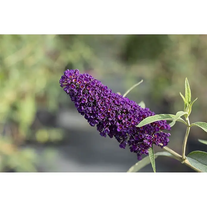 Pflanzen für dich Sommerflieder 40-60 cm - Buddleja davidii 'Black Knight', Violett - Lila Blütenähre mit grünen Blättern.