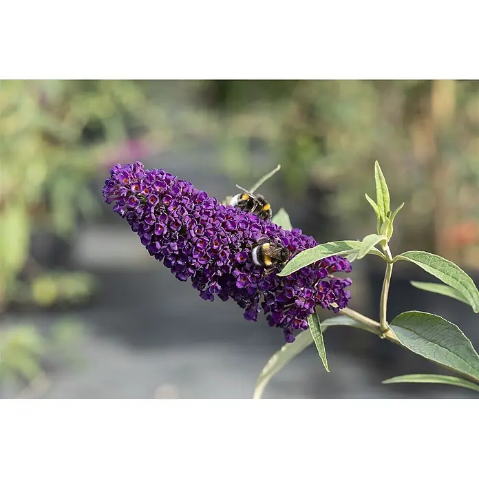 Pflanzen für dich Sommerflieder 40-60 cm - Buddleja davidii 'Black Knight', Violett - Violette Blütenrispe mit zwei Hummeln, die sich an den Blüten laben.
