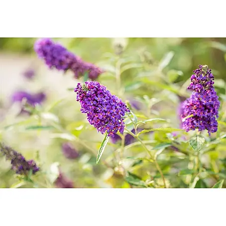 Pflanzen für dich  Sommerflieder 40-60 cm