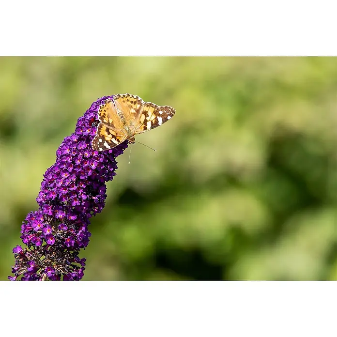 Pflanzen für dich Sommerflieder 150-175 cm - Buddleja davidii 'Black Knight', Violett - Ein wunderschöner orange-brauner Schmetterling mit gemusterten Flügeln ruht auf einem leuchtend lila Blütenstand.