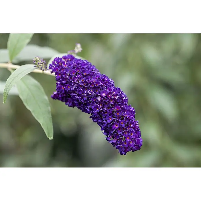 Pflanzen für dich Sommerflieder 40-60 cm - Buddleja davidii 'Black Knight', Violett - Leuchtend lila Blütenkerze mit orangefarbenen Zentren an einer grünblättrigen Pflanze.