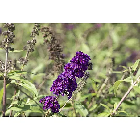 Pflanzen für dich  Sommerflieder 150-175 cm