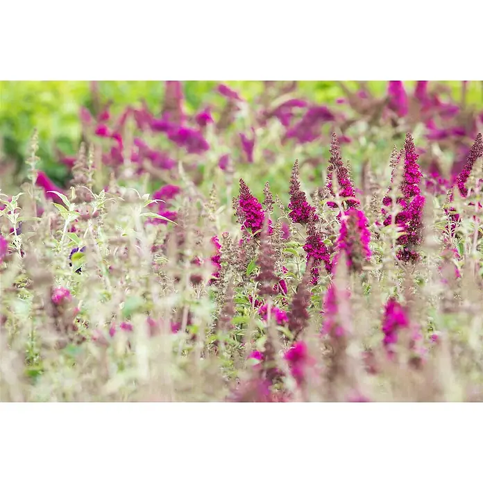 Pflanzen für dich Sommerflieder 40-60 cm - Buddleja davidii 'Buzz Magenta', Rosa - Leuchtend magentafarbene und violette, stachelige Blüten blühen dicht.