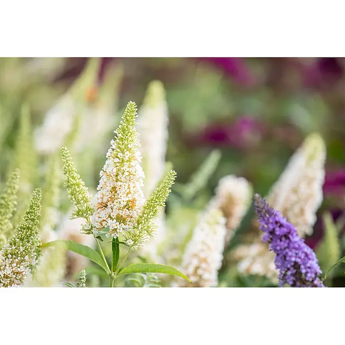 Pflanzen für dich Sommerflieder 40-60 cm - Buddleja davidii 'Buzz Ivory', Creme - Nahaufnahme einer lebhaften weißen Sommerfliederblüte mit grünen Spitzen, umgeben von weiteren weißen und violetten Blüten im Garten.