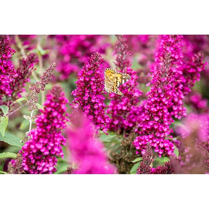 Pflanzen für dich Sommerflieder 40-60 cm - Buddleja davidii 'Buzz Magenta', Rosa - Ein orange, schwarz und weiß gefärbter Schmetterling ruht auf leuchtend pinken Blüten.