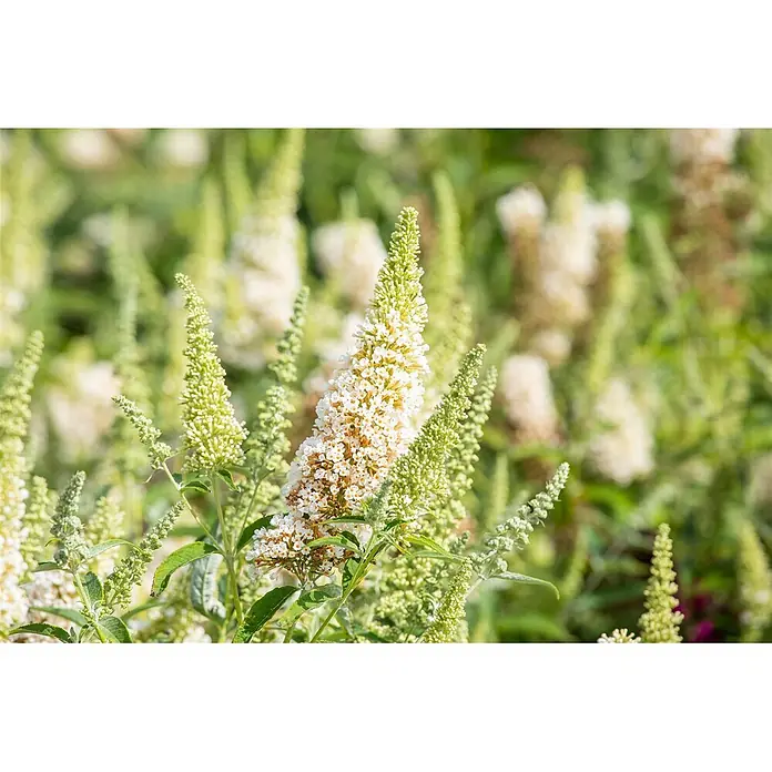 Pflanzen für dich Sommerflieder 40-60 cm - Buddleja davidii 'Buzz Ivory', Creme - Nahaufnahme einer weißen Sommerfliederblüte mit vielen kleinen Blüten und grünen Knospen.