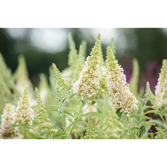 Pflanzen für dich Sommerflieder 40-60 cm - Buddleja davidii 'Buzz Ivory', Creme - Weiße und cremefarbene Schmetterlingsfliederblüten mit orangen Zentren und grünen Knospen.