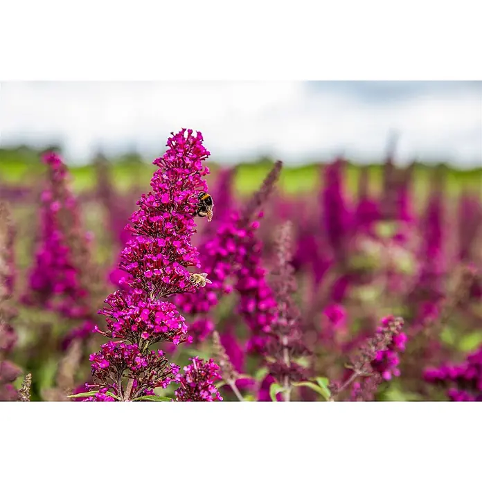 Pflanzen für dich Sommerflieder 40-60 cm - Buddleja davidii 'Buzz Magenta', Rosa - Leuchtend magentafarbene Schmetterlingsflieder-Blüte mit zwei Bienen, inmitten eines Feldes verschwommener lila Blüten.