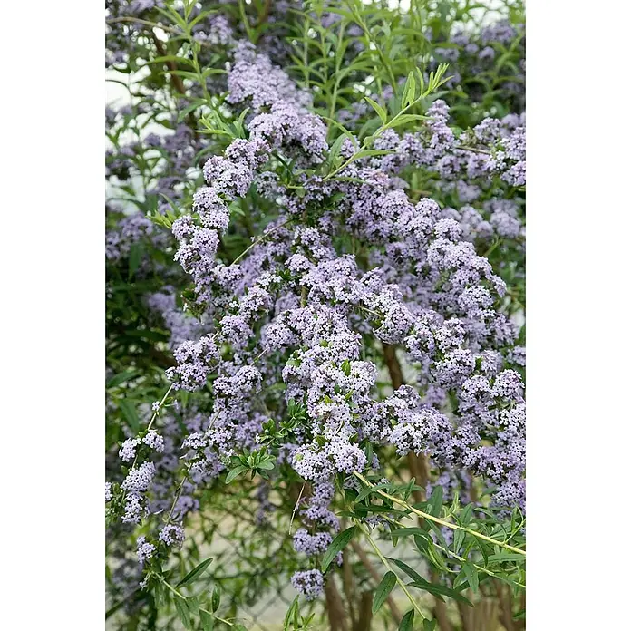 Pflanzen für dich Sommerflieder 40-60 cm - Buddleja alternifolia 'Unique', Lila - Nahaufnahme eines blühenden Strauchs mit zahlreichen kleinen, hellvioletten Blüten und leuchtend grünen Blättern.