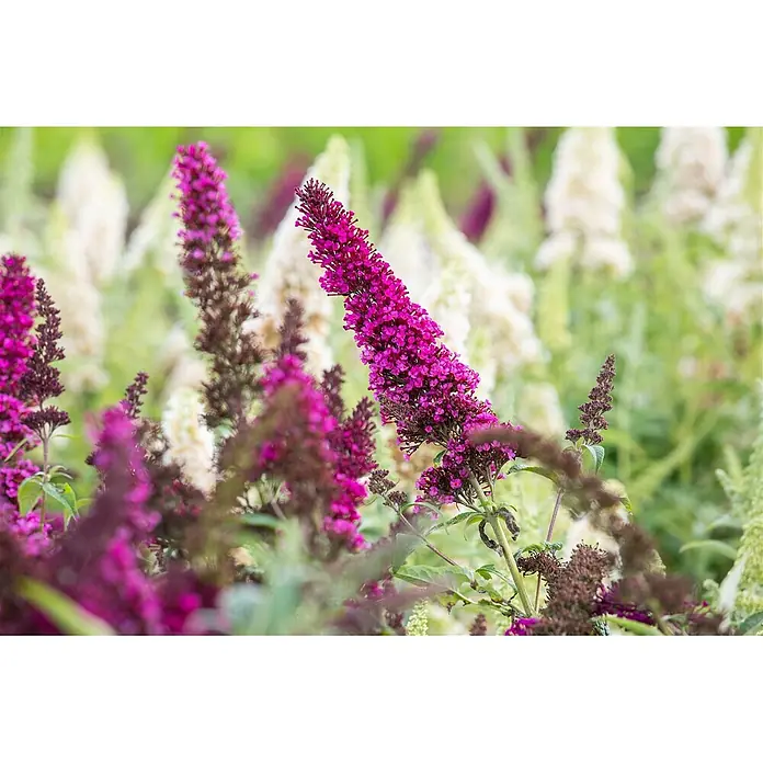 Pflanzen für dich Sommerflieder 40-60 cm - Buddleja davidii 'Buzz Magenta', Rosa - Lebhaft magentafarbene Blüten blühen zwischen anderen unscharfen Blumen und Grün.