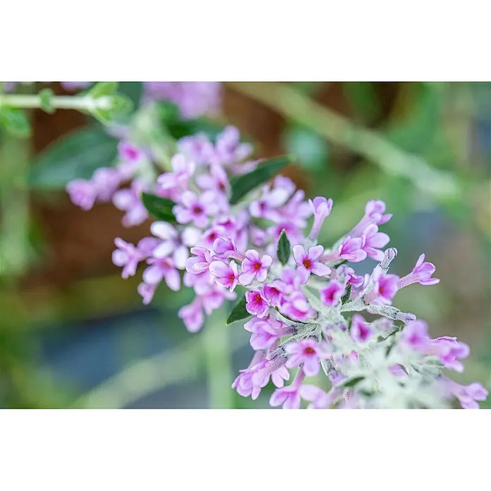 Pflanzen für dich Sommerflieder 40-60 cm - Buddleja alternifolia 'Unique', Lila - Nahaufnahme kleiner lila Blüten mit dunkelrosa Zentren an einem behaarten Stiel zwischen grünen Blättern.