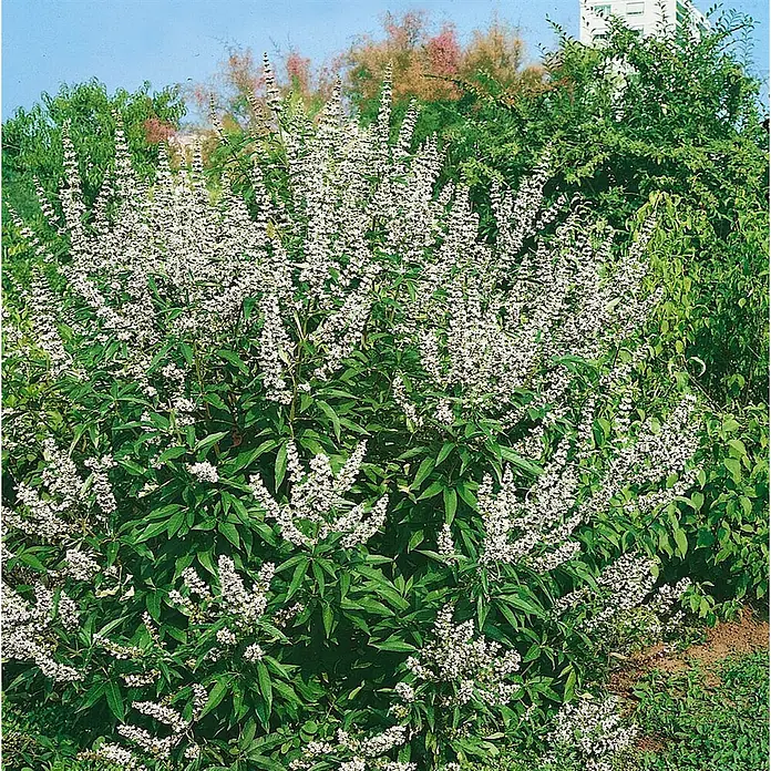 Pflanzen für dich Sommerflieder 40-60 cm - Vitex agnus-castus, Lila - Großer Mönchspfeffer-Strauch mit zahlreichen Ähren kleiner weißer Blüten und dunkelgrünen Blättern im Garten.