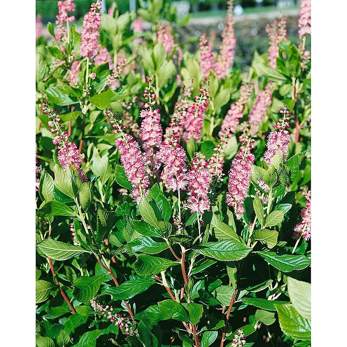Pflanzen für dich Sommerflieder 60-80 cm - Clethra alnifolia 'Ruby Spice', Rosa - Eine lebendige Blütenpflanze mit üppigen grünen Blättern und mehreren Rispen zarter rosa Blüten.