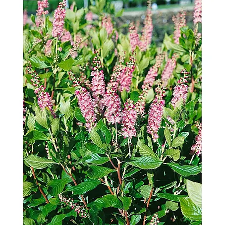 Pflanzen für dich  Sommerflieder 60-80 cm