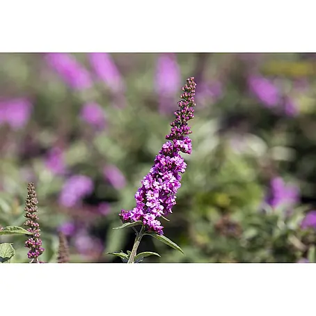 Pflanzen für dich  Sommerflieder 30-40 cm