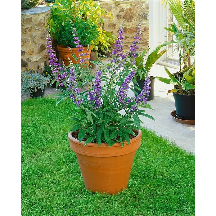 Pflanzen für dich Sommerflieder 40-60 cm - Vitex agnus-castus, Lila - Großer, konischer Terrakotta-Topf mit einer lila blühenden Pflanze, auf grünem Rasen stehend.