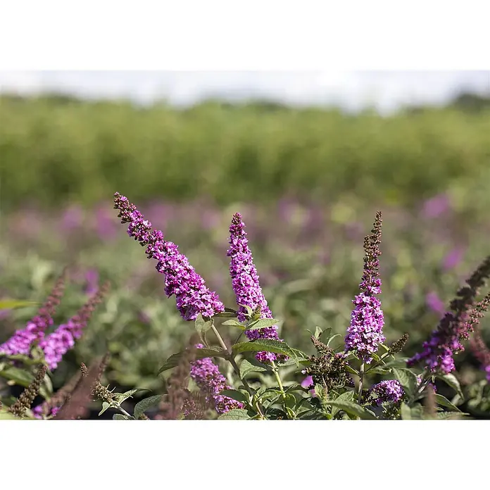 Pflanzen für dich Sommerflieder 30-40 cm - Buddleja 'Pink Micro Chip', Rosa - Leuchtende lila Ährenblüten, wahrscheinlich Schmetterlingsflieder, blühen im Freien.