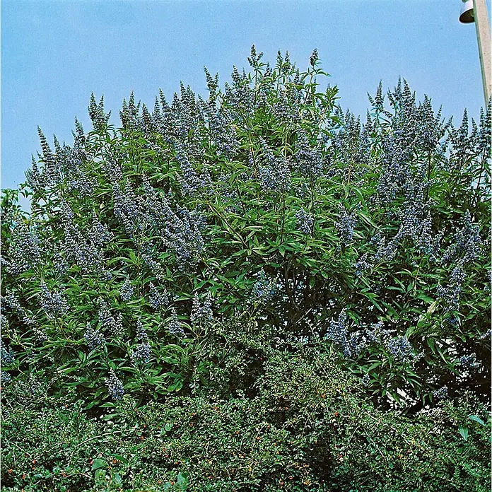 Pflanzen für dich Sommerflieder 40-60 cm - Vitex agnus-castus, Lila - Üppiger grüner Strauch mit zahlreichen ährenartigen Büscheln leuchtend blau-violetter Blüten.