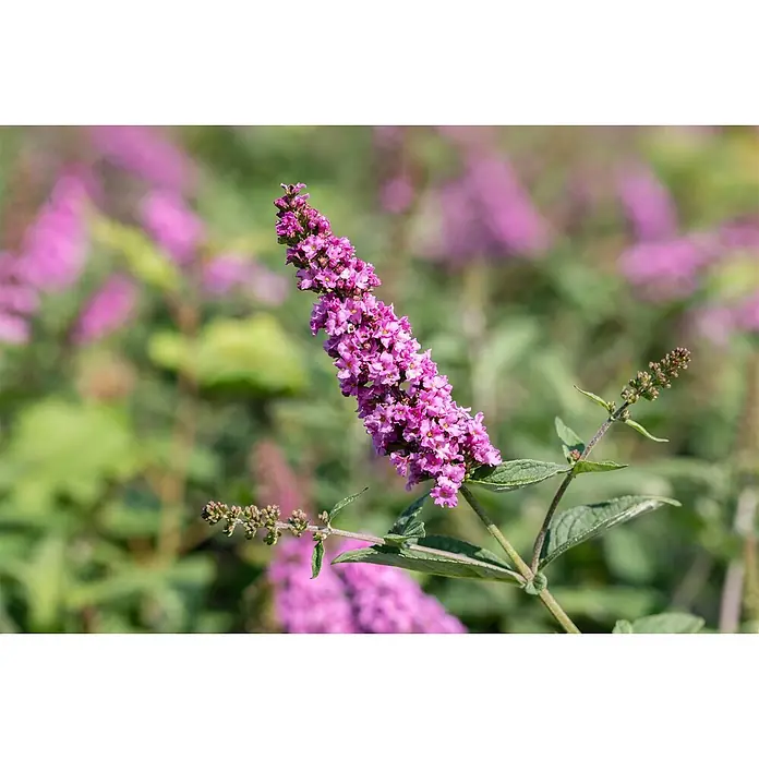 Pflanzen für dich Sommerflieder 30-40 cm - Buddleja 'Pink Micro Chip', Rosa - Eine leuchtend violette Sommerflieder-Blütenrispe mit grünen Blättern vor unscharfem Gartenhintergrund.