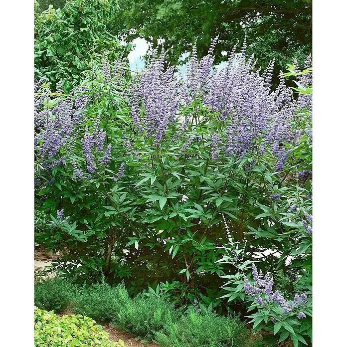 Pflanzen für dich Sommerflieder 40-60 cm - Vitex agnus-castus, Lila - Blühender Strauch mit hohen lila Blütenrispen und grünen Blättern in einem Garten.