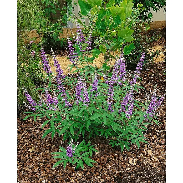 Pflanzen für dich Sommerflieder 40-60 cm - Vitex agnus-castus, Lila - Lebhafter Mönchspfeffer mit zahlreichen lila Blütenständen und grünen handförmigen Blättern im Rindenmulch.