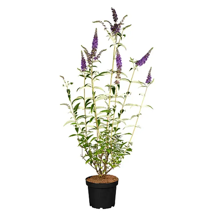 Pflanzen für dich Sommerflieder 40-60 cm - Buddleja davidii 'Empire Blue', Violett - Topfpflanze mit grünen Blättern und violetten Blütenständen in einem schwarzen Topf.
