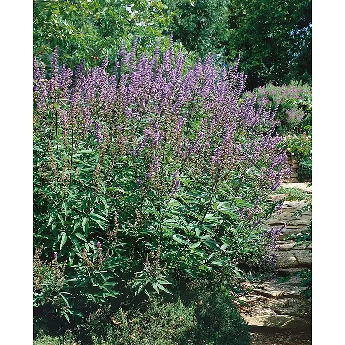 Pflanzen für dich Sommerflieder 40-60 cm - Vitex agnus-castus, Lila - Große Pflanze mit dichten Ähren kleiner lila Blüten und grünem Laub in einer Gartenumgebung.