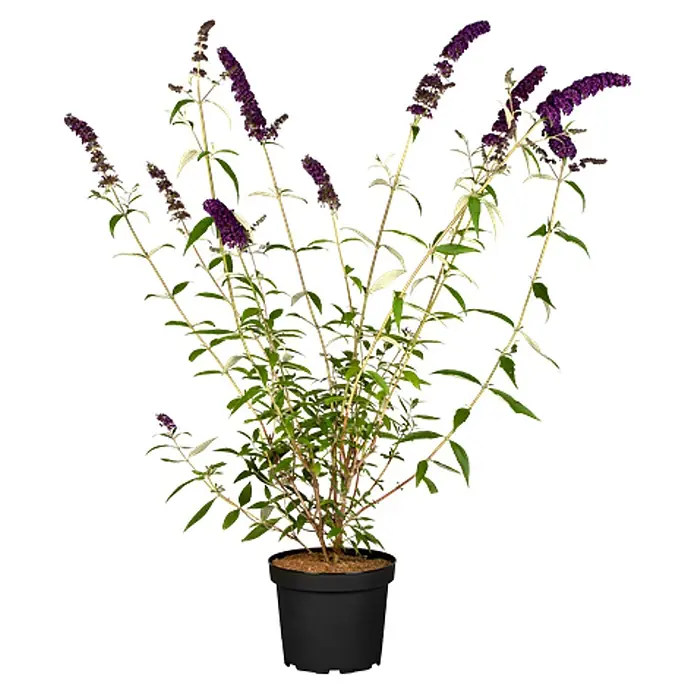 Pflanzen für dich Sommerflieder 40-60 cm - Buddleja davidii 'Black Knight', Violett - Topf-Sommerflieder mit leuchtend violetten Blütenständen und grünem Laub in einem schwarzen Topf.
