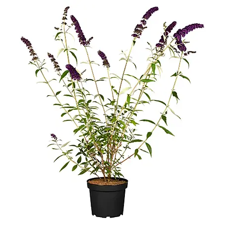 Pflanzen für dich  Sommerflieder 40-60 cm