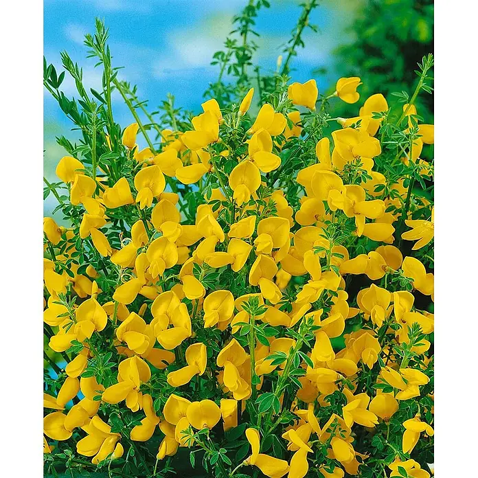 Pflanzen für dich Ginster 40-50 cm - Cytisus scoparius 'Lunagold', Gelb - Leuchtend gelbe Blüten mit grünen Blättern an einer blühenden Pflanze.