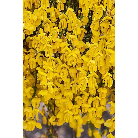 Pflanzen für dich  Ginster 40-50 cm