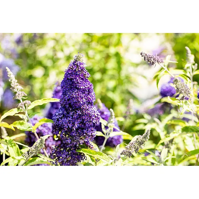 Pflanzen für dich Sommerflieder 40-60 cm - Buddleja davidii 'Adonis Blue', Blau - Leuchtend violette Schmetterlingsfliederblüten in voller Blüte.