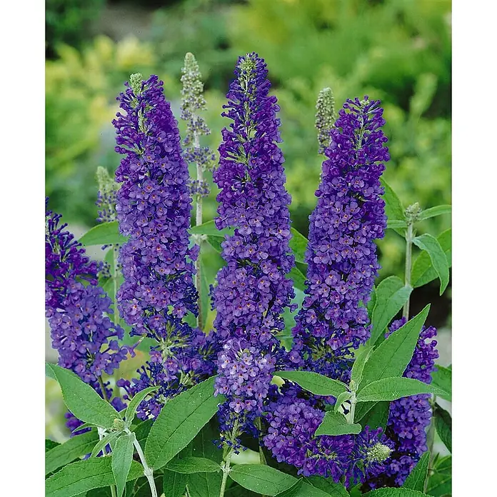 Pflanzen für dich Sommerflieder 40-60 cm - Buddleja davidii 'Adonis Blue', Blau - Leuchtend violette Schmetterlingsfliederblüten mit grünen Blättern.