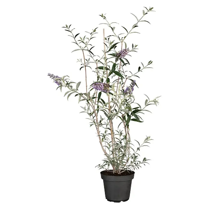 Pflanzen für dich Sommerflieder 40-60 cm - Buddleja davidii 'Nanho Blue', Blau - Getopfte Buddleja-Pflanze mit lila Blüten und grünlich-grauen Blättern in dunklem Topf, an einem Stab gestützt.